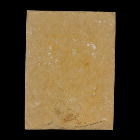 3.1" Pyrolusite Dendritic Limestone Solnhofen Upper Jurassic Age West Germany