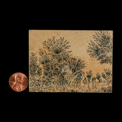 3.1" Pyrolusite Dendritic Limestone Solnhofen Upper Jurassic Age West Germany