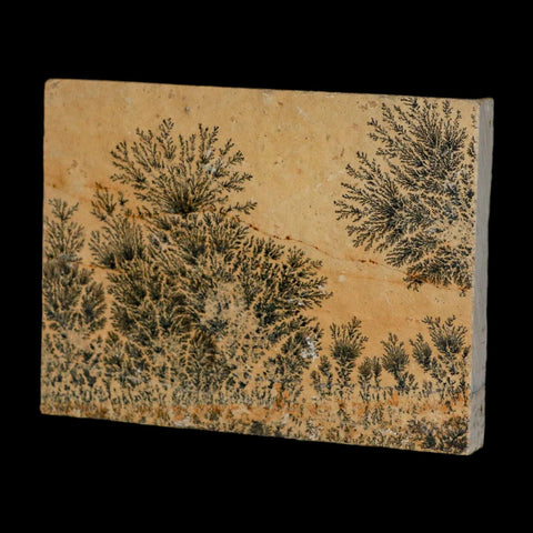 3.1" Pyrolusite Dendritic Limestone Solnhofen Upper Jurassic Age West Germany