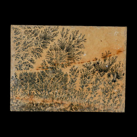 3.1" Pyrolusite Dendritic Limestone Solnhofen Upper Jurassic Age West Germany