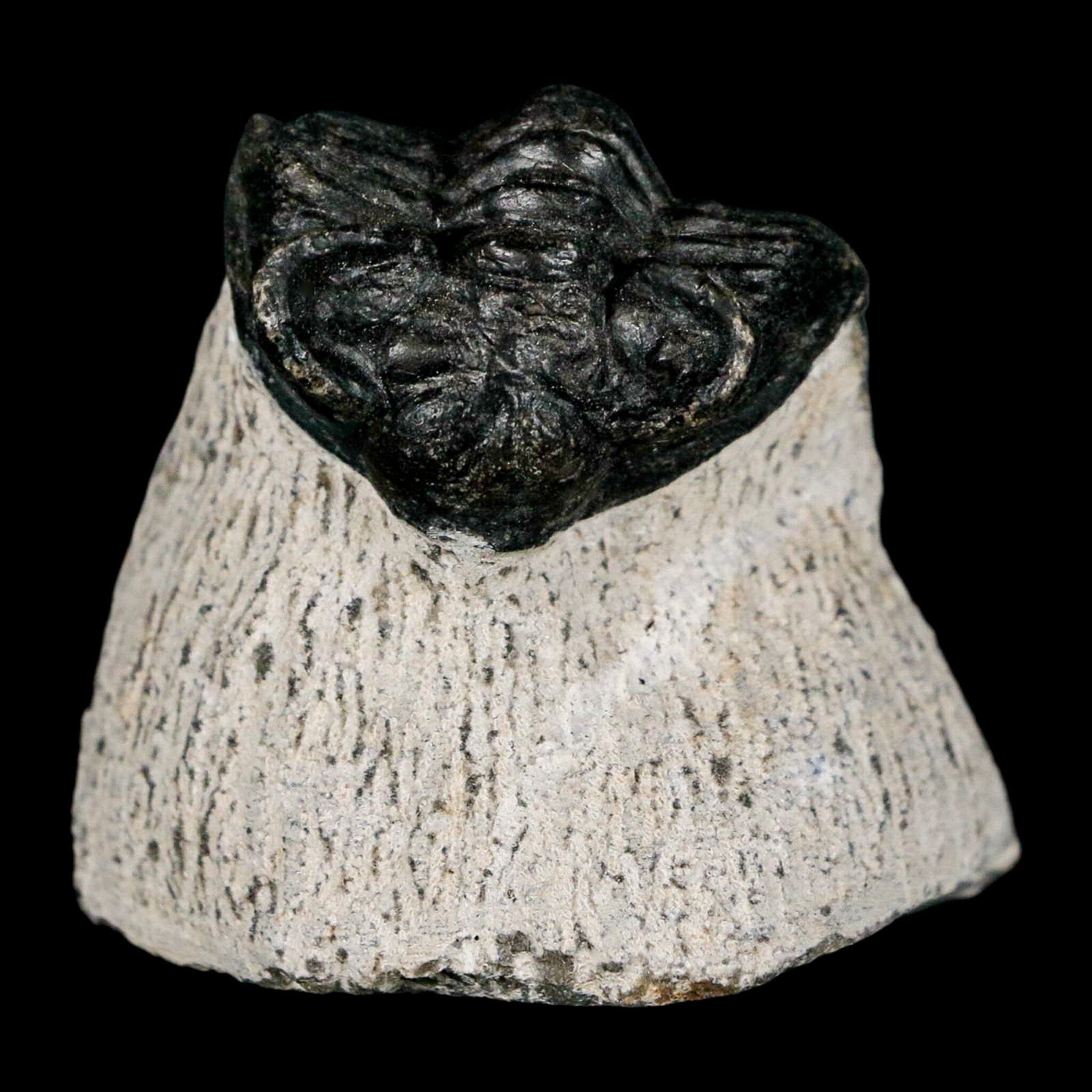 1.6" Coltraenia Oufatenensis Trilobite Fossil Devonian Morocco 400 Mil Yrs Old COA - Fossil Age Minerals