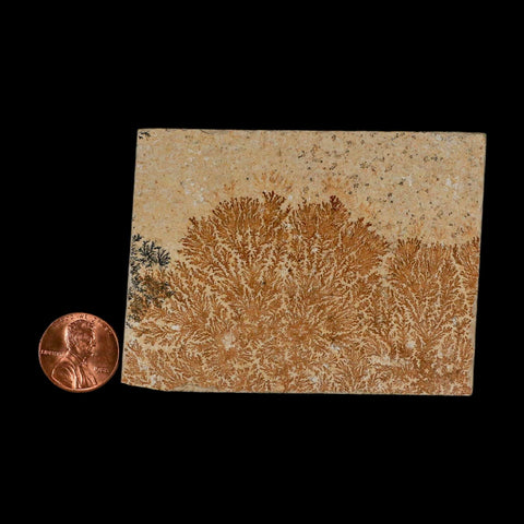 3.2" Pyrolusite Dendritic Limestone Solnhofen Upper Jurassic Age West Germany