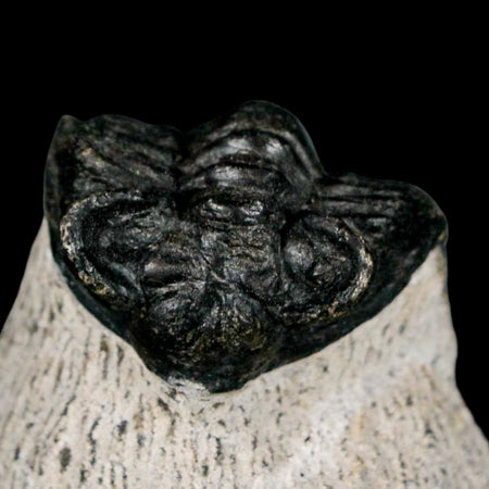 1.6" Coltraenia Oufatenensis Trilobite Fossil Devonian Morocco 400 Mil Yrs Old COA