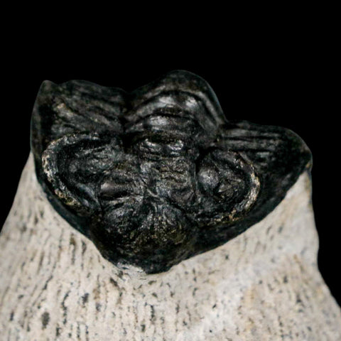 1.6" Coltraenia Oufatenensis Trilobite Fossil Devonian Morocco 400 Mil Yrs Old COA - Fossil Age Minerals