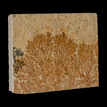 3.2" Pyrolusite Dendritic Limestone Solnhofen Upper Jurassic Age West Germany