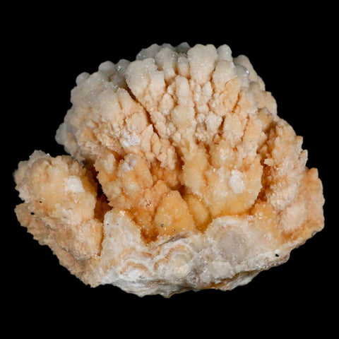 3.1" Botryoidal Aragonite Cave Calcite Crystal Cluster Mineral Specimen Morocco - Fossil Age Minerals
