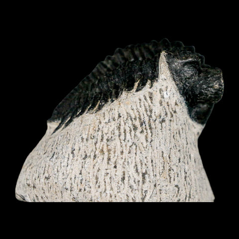 1.6" Coltraenia Oufatenensis Trilobite Fossil Devonian Morocco 400 Mil Yrs Old COA - Fossil Age Minerals