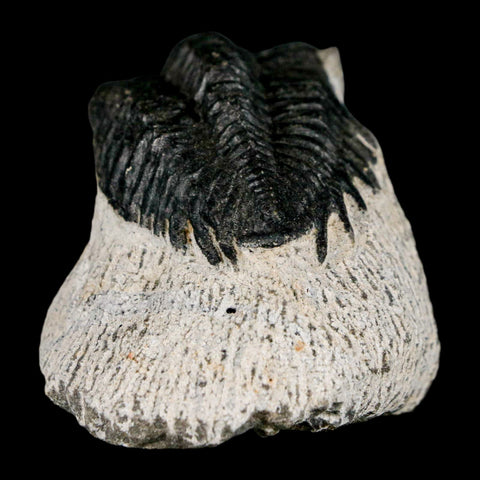 1.6" Coltraenia Oufatenensis Trilobite Fossil Devonian Morocco 400 Mil Yrs Old COA - Fossil Age Minerals