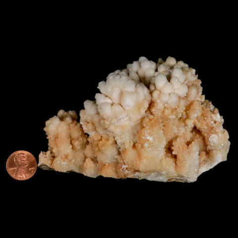 4.7" Botryoidal Aragonite Cave Calcite Crystal Cluster Mineral Specimen Morocco - Fossil Age Minerals