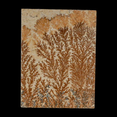 3.2" Pyrolusite Dendritic Limestone Solnhofen Upper Jurassic Age West Germany