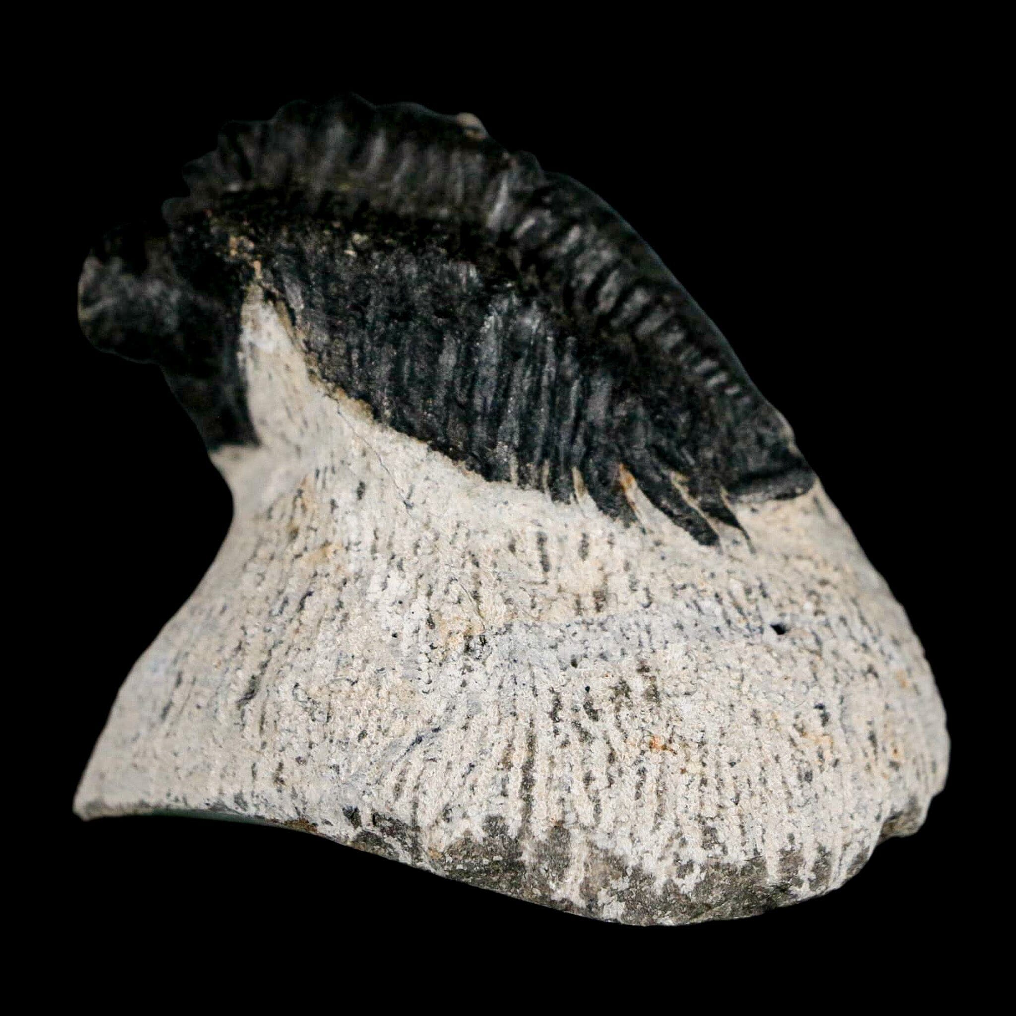 1.6" Coltraenia Oufatenensis Trilobite Fossil Devonian Morocco 400 Mil Yrs Old COA - Fossil Age Minerals