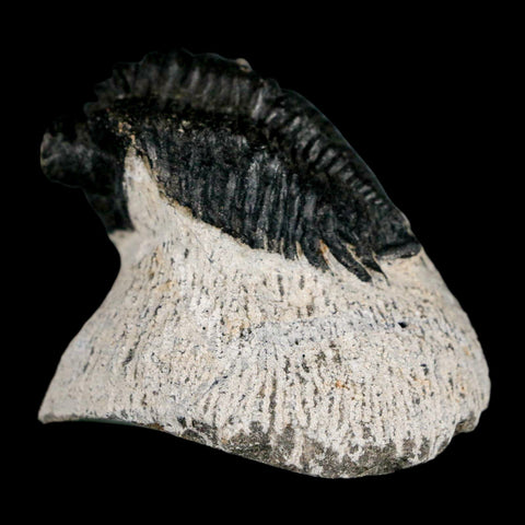 1.6" Coltraenia Oufatenensis Trilobite Fossil Devonian Morocco 400 Mil Yrs Old COA - Fossil Age Minerals