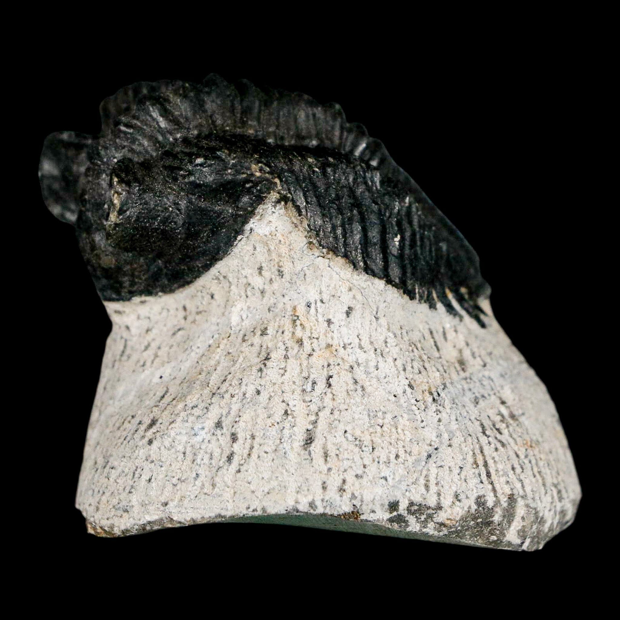 1.6" Coltraenia Oufatenensis Trilobite Fossil Devonian Morocco 400 Mil Yrs Old COA - Fossil Age Minerals