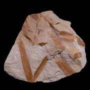 2.6" Poacordaites Fossil Plant Leaves Penny Quarry Stanger Formation Ottawa, Kansas