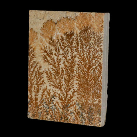 3.2" Pyrolusite Dendritic Limestone Solnhofen Upper Jurassic Age West Germany