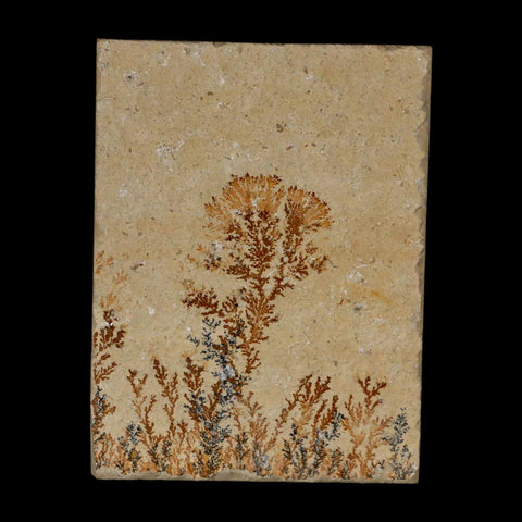 3.2" Pyrolusite Dendritic Limestone Solnhofen Upper Jurassic Age West Germany