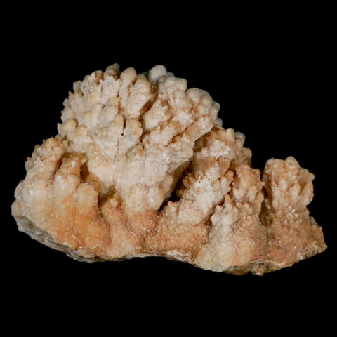 4.7" Botryoidal Aragonite Cave Calcite Crystal Cluster Mineral Specimen Morocco - Fossil Age Minerals