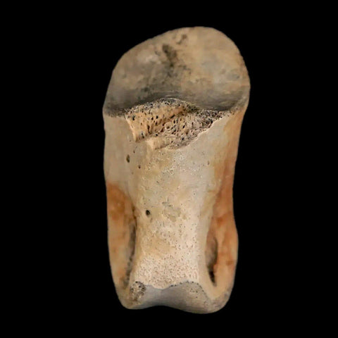 1.2" Struthiomimus Fossil Toe Bone Lance Creek FM WY Cretaceous Dinosaur Age - Fossil Age Minerals