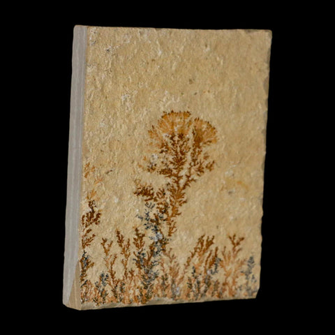 3.2" Pyrolusite Dendritic Limestone Solnhofen Upper Jurassic Age West Germany