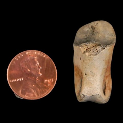 1.2" Struthiomimus Fossil Toe Bone Lance Creek FM WY Cretaceous Dinosaur Age - Fossil Age Minerals