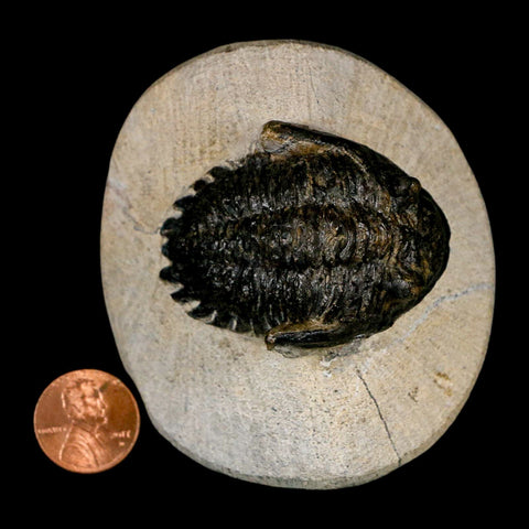 2" Metacanthina Issoumourensis Trilobite Fossil Devonian Age 400 Mil Yrs Old COA - Fossil Age Minerals