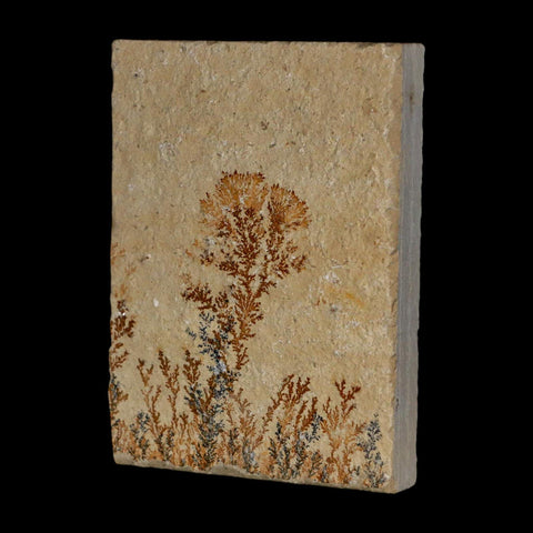 3.2" Pyrolusite Dendritic Limestone Solnhofen Upper Jurassic Age West Germany