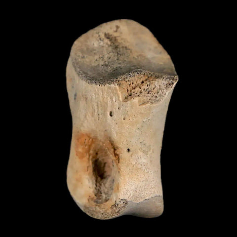 1.2" Struthiomimus Fossil Toe Bone Lance Creek FM WY Cretaceous Dinosaur Age - Fossil Age Minerals