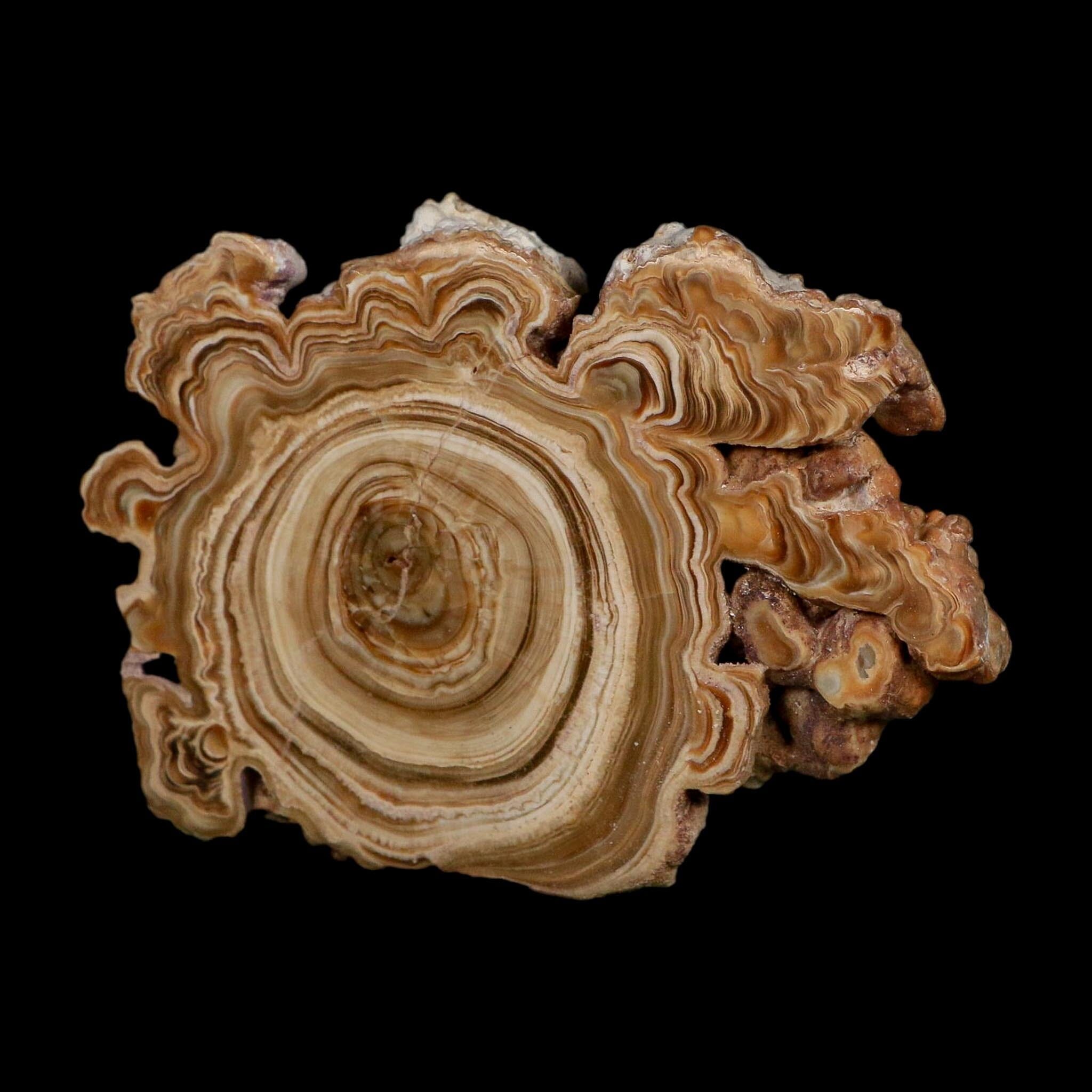 3.9" Aragonite Stalactite Slice Cave Calcite Crystal Mineral Specimen Morocco - Fossil Age Minerals