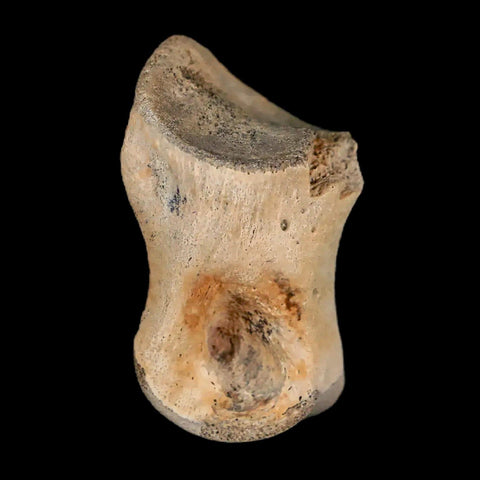 1.2" Struthiomimus Fossil Toe Bone Lance Creek FM WY Cretaceous Dinosaur Age - Fossil Age Minerals