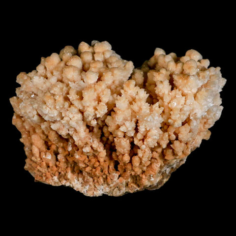4.3" Botryoidal Aragonite Cave Calcite Crystal Cluster Mineral Specimen Morocco - Fossil Age Minerals