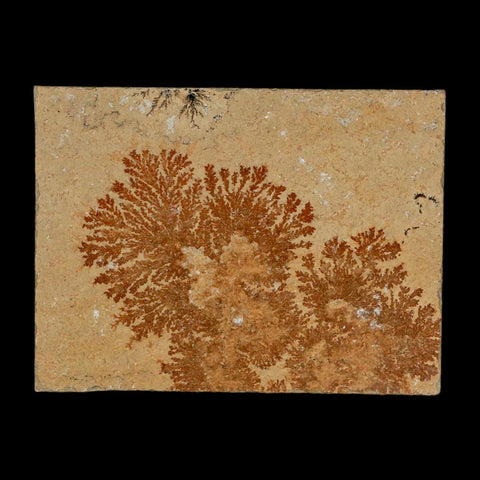 3.2" Pyrolusite Dendritic Limestone Solnhofen Upper Jurassic Age West Germany