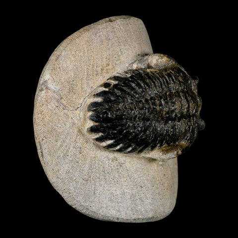 2" Metacanthina Issoumourensis Trilobite Fossil Devonian Age 400 Mil Yrs Old COA - Fossil Age Minerals