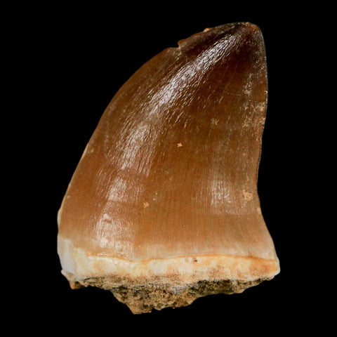 1.6" Mosasaur Prognathodon Fossil Tooth Cretaceous Dinosaur Era COA & Stand - Fossil Age Minerals