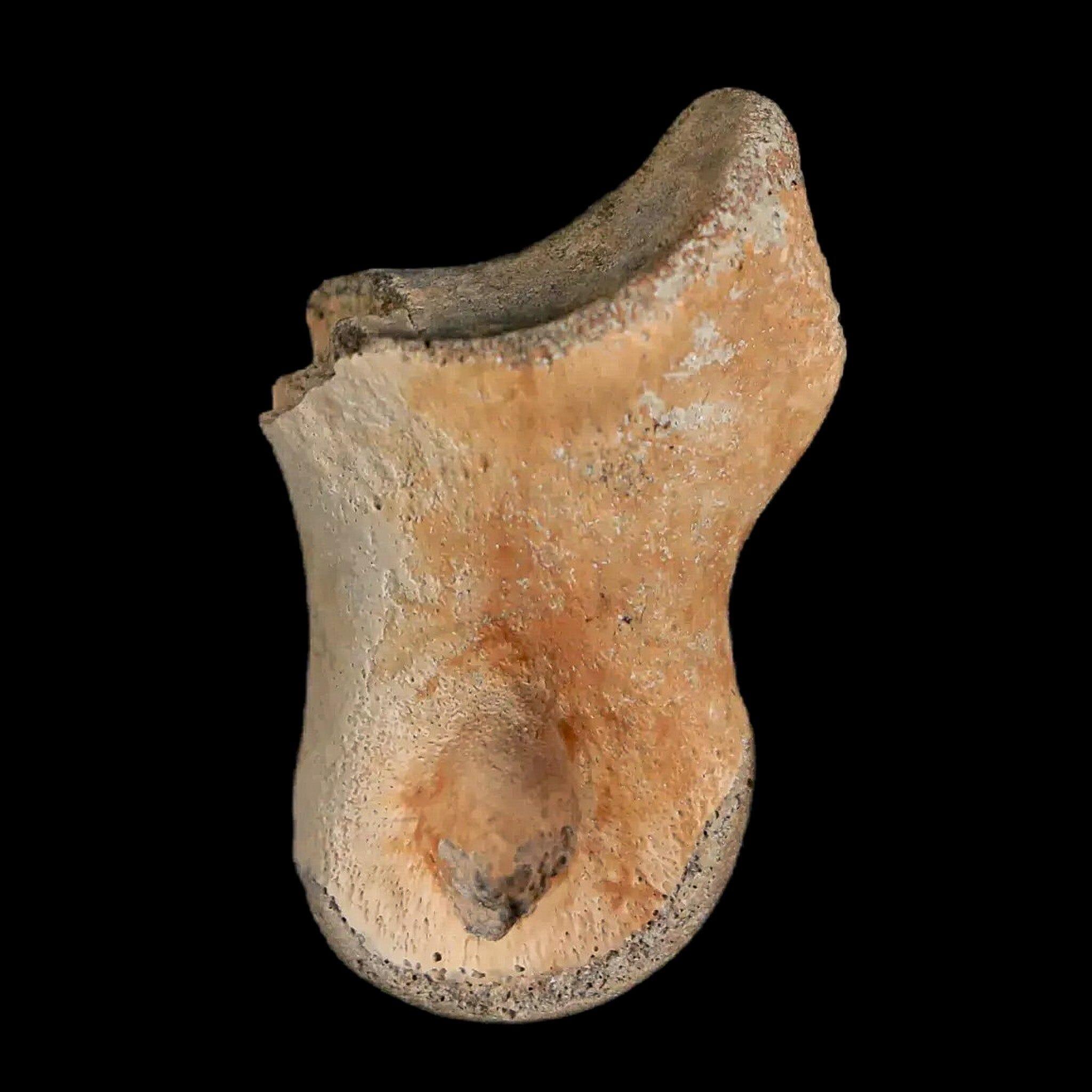 1.2" Struthiomimus Fossil Toe Bone Lance Creek FM WY Cretaceous Dinosaur Age - Fossil Age Minerals