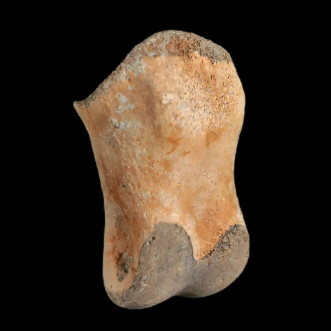 1.2" Struthiomimus Fossil Toe Bone Lance Creek FM WY Cretaceous Dinosaur Age - Fossil Age Minerals