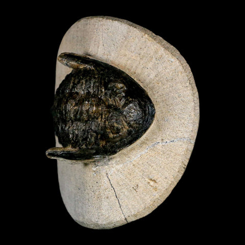 2" Metacanthina Issoumourensis Trilobite Fossil Devonian Age 400 Mil Yrs Old COA - Fossil Age Minerals