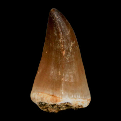 1.6" Mosasaur Prognathodon Fossil Tooth Cretaceous Dinosaur Era COA & Stand - Fossil Age Minerals