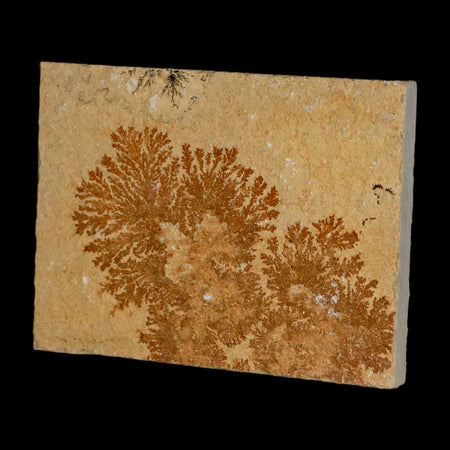 3.2" Pyrolusite Dendritic Limestone Solnhofen Upper Jurassic Age West Germany