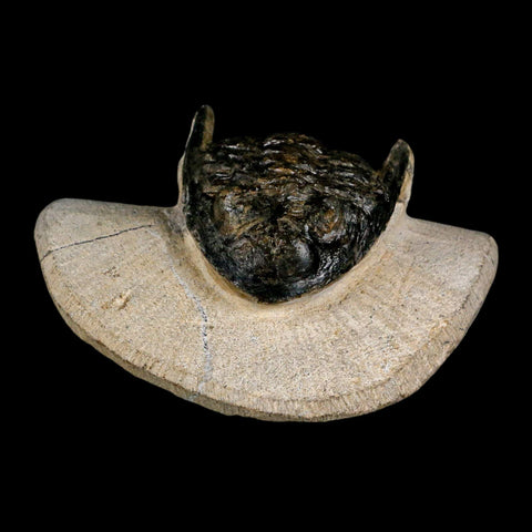 2" Metacanthina Issoumourensis Trilobite Fossil Devonian Age 400 Mil Yrs Old COA - Fossil Age Minerals