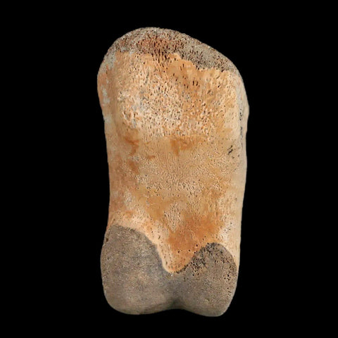1.2" Struthiomimus Fossil Toe Bone Lance Creek FM WY Cretaceous Dinosaur Age - Fossil Age Minerals