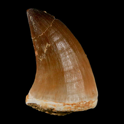 1.6" Mosasaur Prognathodon Fossil Tooth Cretaceous Dinosaur Era COA & Stand - Fossil Age Minerals