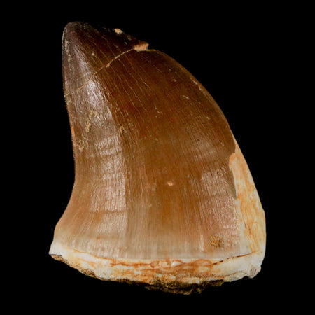 1.6" Mosasaur Prognathodon Fossil Tooth Cretaceous Dinosaur Era COA & Stand