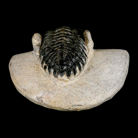 2" Metacanthina Issoumourensis Trilobite Fossil Devonian Age 400 Mil Yrs Old COA - Fossil Age Minerals