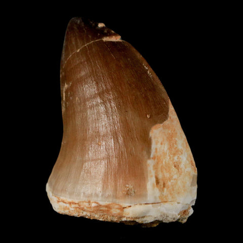 1.6" Mosasaur Prognathodon Fossil Tooth Cretaceous Dinosaur Era COA & Stand - Fossil Age Minerals