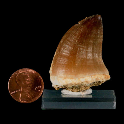 1.6" Mosasaur Prognathodon Fossil Tooth Cretaceous Dinosaur Era COA & Stand - Fossil Age Minerals