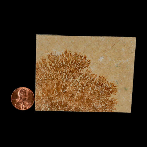3.2" Pyrolusite Dendritic Limestone Solnhofen Upper Jurassic Age West Germany