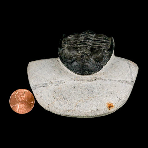 2" Metacanthina Issoumourensis Trilobite Fossil Devonian Age 400 Mil Yrs Old COA - Fossil Age Minerals
