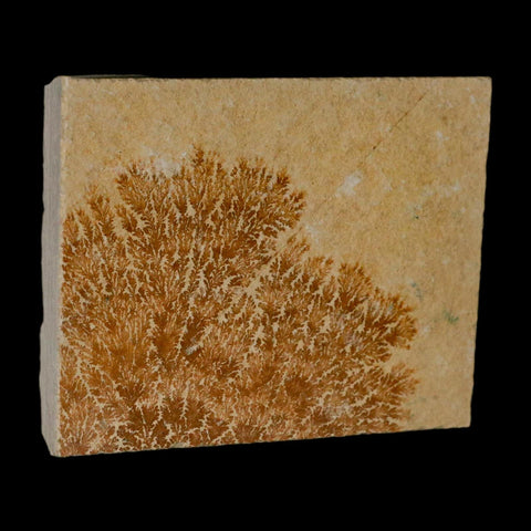 3.2" Pyrolusite Dendritic Limestone Solnhofen Upper Jurassic Age West Germany