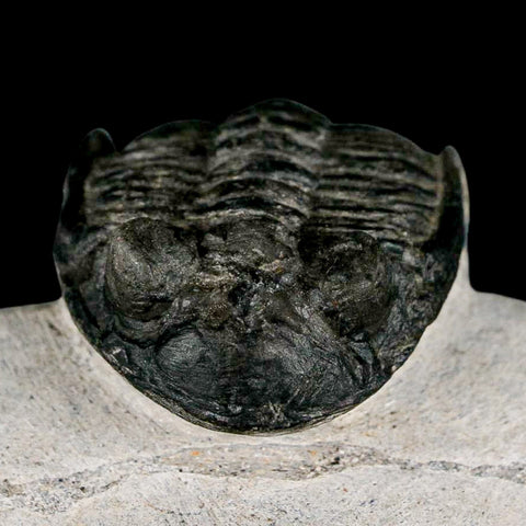 2" Metacanthina Issoumourensis Trilobite Fossil Devonian Age 400 Mil Yrs Old COA - Fossil Age Minerals