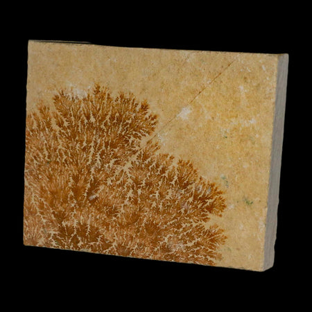 3.2" Pyrolusite Dendritic Limestone Solnhofen Upper Jurassic Age West Germany